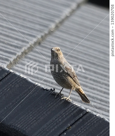 A female Blue Rock Thrush on the roof. A female Blue Rock Thrush on the roof. 139020708