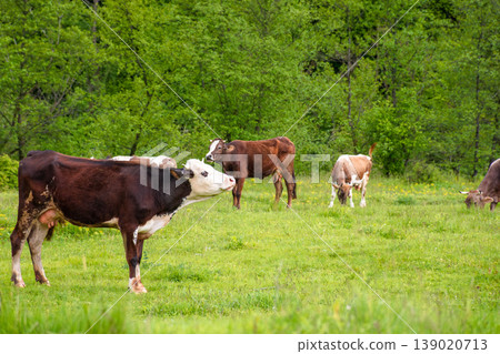 cattle of cows on a pasture near deciduous forest. lovely countryside scenery in springtime. rural cows grazing on the field. carpapthian grass fed cattle. grazing livestock background cattle of cows on a pasture near deciduous forest. lovely countryside scenery in springtime. rural cows grazing on the field. carpapthian grass fed cattle. grazing livestock background 139020713