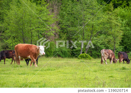 cattle of cows on a pasture near deciduous forest. lovely countryside scenery in springtime. rural cows grazing on the field. carpapthian grass fed cattle. grazing livestock background cattle of cows on a pasture near deciduous forest. lovely countryside scenery in springtime. rural cows grazing on the field. carpapthian grass fed cattle. grazing livestock background 139020714