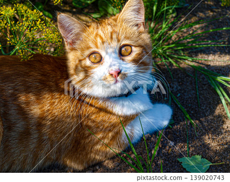 Artistic portrait of a majestic ginger cat in a collar. Dappled sunlight and chiaroscuro in garden grasses. Elegant feline gaze and copper fur texture in a nuanced chromatic light and shade. Artistic portrait of a majestic ginger cat in a collar. Dappled sunlight and chiaroscuro in garden grasses. Elegant feline gaze and copper fur texture in a nuanced chromatic light and shade. 139020743
