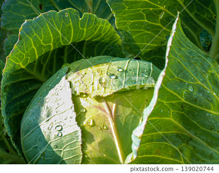 Fresh cabbage heads in the open sun. Sculptural vegetable harvest with vibrant green texture and detailed veins. Healthy organic nutrition and agricultural abundance in direct natural light. Fresh cabbage heads in the open sun. Sculptural vegetable harvest with vibrant green texture and detailed veins. Healthy organic nutrition and agricultural abundance in direct natural light. 139020744