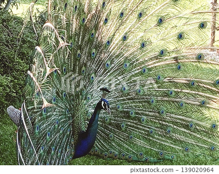 Majestic Indian Peacock Displaying Vibrant Plumage in a Lush Green Garden Majestic Indian Peacock Displaying Vibrant Plumage in a Lush Green Garden 139020964