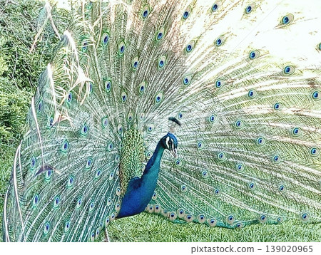 Majestic Indian Peacock Displaying Vibrant Plumage in a Lush Green Garden Majestic Indian Peacock Displaying Vibrant Plumage in a Lush Green Garden 139020965