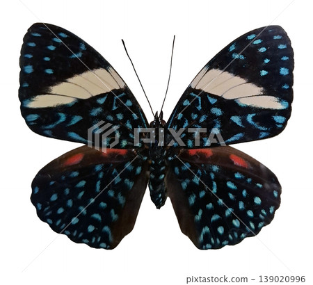 A blue black Hammadryas laodamia butterfly is shown with wings open. The butterfly has a unique pattern and colors. It is isolated against a white background for clear viewing. A blue black Hammadryas laodamia butterfly is shown with wings open. The butterfly has a unique pattern and colors. It is isolated against a white background for clear viewing. 139020996
