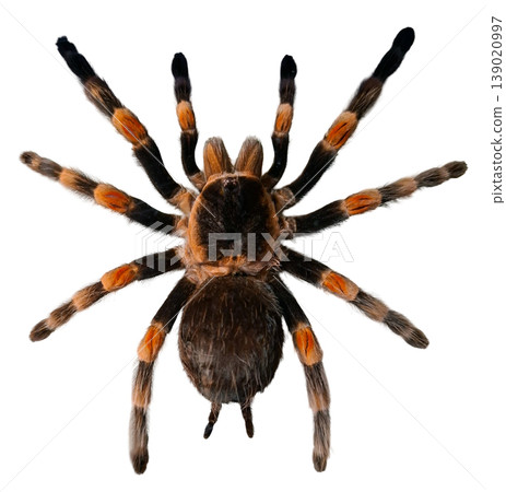 A large tarantula is in focus, displaying bright colors and unique patterns on its legs. This scene highlights the spider's body structure and details without any background distractions. A large tarantula is in focus, displaying bright colors and unique patterns on its legs. This scene highlights the spider's body structure and details without any background distractions. 139020997