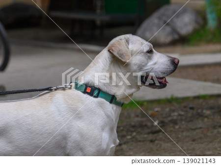Large Side Portrait of a Labrador Retriever in Fawn or Cream Coat Large Side Portrait of a Labrador Retriever in Fawn or Cream Coat 139021143