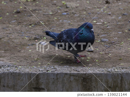 Feral Rock Dove Standing on Stone Wall Close Up Feral Rock Dove Standing on Stone Wall Close Up 139021144
