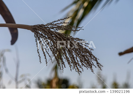 Delicate strands of a flowering plant swaying gently in the breeze under a bright sky Delicate strands of a flowering plant swaying gently in the breeze under a bright sky 139021196