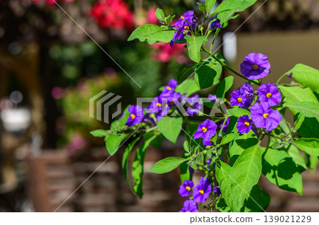 Colorful purple flowers bloom vibrantly in a sunny garden on a warm afternoon, adding beauty to the serene setting 139021229