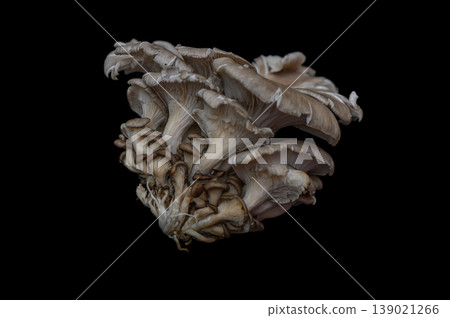 Oyster Mushroom (Pleurotus ostreatus) on Black Background Oyster Mushroom (Pleurotus ostreatus) on Black Background 139021266