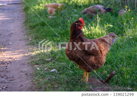 Chickens roam freely in a lush green field during a sunny afternoon in a rural Chickens roam freely in a lush green field during a sunny afternoon in a rural 139021299