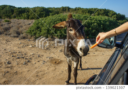 A curious donkey enjoys a treat while standing beside a car on a sunny day in nature. A curious donkey enjoys a treat while standing beside a car on a sunny day in nature. 139021307
