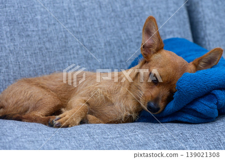 A sleepy little dog snuggles on a cozy blue blanket in a comfortable living room on a lazy afternoon A sleepy little dog snuggles on a cozy blue blanket in a comfortable living room on a lazy afternoon 139021308