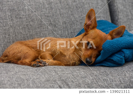 A sleepy dog resting on a cozy couch with a soft blanket in a warm, inviting living room setting 139021311