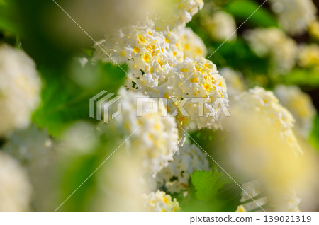 Delicate clusters of white flowers bloom vibrantly amidst lush green leaves on a sunny spring afternoon Delicate clusters of white flowers bloom vibrantly amidst lush green leaves on a sunny spring afternoon 139021319
