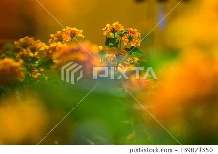 A vibrant garden bursting with colorful yellow flowers illuminated soft sunlight A vibrant garden bursting with colorful yellow flowers illuminated soft sunlight 139021350