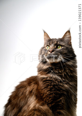 Intense Gaze of a Large Maine Coon Cat, White Studio Background Intense Gaze of a Large Maine Coon Cat, White Studio Background 139021371