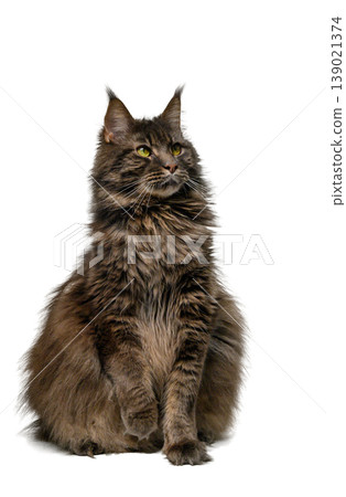 Maine Coon Cat Sitting, Facing Camera, White Isolated Maine Coon Cat Sitting, Facing Camera, White Isolated 139021374