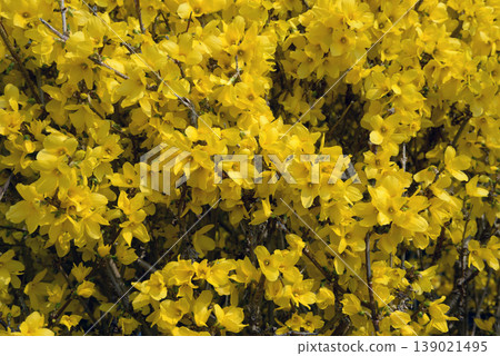 Forsythia Forsythia 139021495