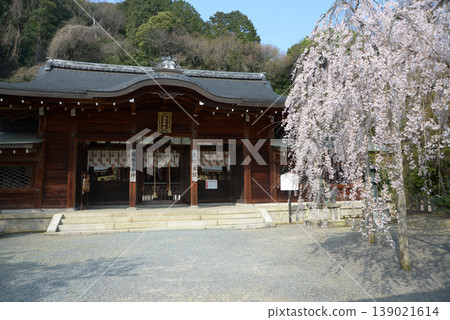 Oishi Shrine in Spring: The main hall and the Oishi cherry tree, Yamashina Ward, Kyoto City Oishi Shrine in Spring: The main hall and the Oishi cherry tree, Yamashina Ward, Kyoto City 139021614