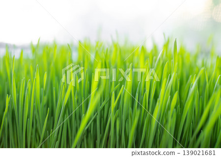 Easter wheat grass growing on window bench 139021681