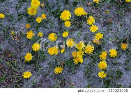 Dandelion Blossoms In Summer Snow Dandelion Blossoms In Summer Snow 139021698