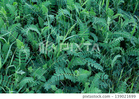 Lush Texture Of Tender Cicer Milkvetch Lush Texture Of Tender Cicer Milkvetch 139021699