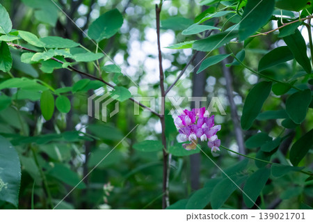 Veiny Pea Flower Peers Out Of The Brush Veiny Pea Flower Peers Out Of The Brush 139021701
