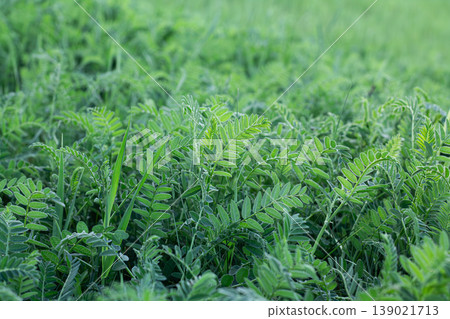 Beautiful Compound Leaf Foliage Of Cicer Milkvetch 139021713