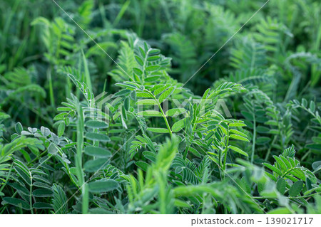 Cicer Milkvetch And Its Fresh Growth Cicer Milkvetch And Its Fresh Growth 139021717
