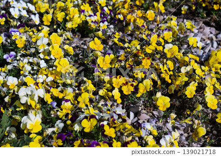 Sea Of Pretty Yellow And Purple Pansies Sea Of Pretty Yellow And Purple Pansies 139021718