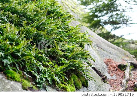 Licorice Fern Colonies On The Rocks Licorice Fern Colonies On The Rocks 139021719