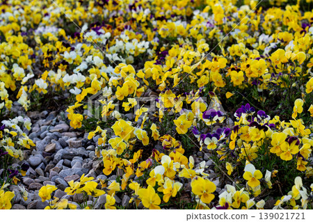 Mass Planting Of Lovely Yellow Pansies Mass Planting Of Lovely Yellow Pansies 139021721