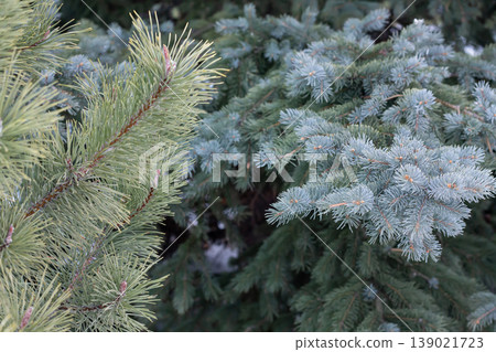 Scots Pine And Blue Spruce Contrasted 139021723