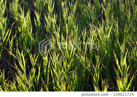 Background Of Tall Smooth Brome Grasses 139021724