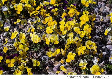 Sea Of Pretty Yellow And Purple Pansies Sea Of Pretty Yellow And Purple Pansies 139021726