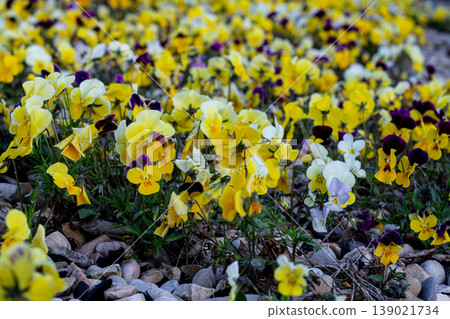 Masses Of Yellow Garden Pansies Masses Of Yellow Garden Pansies 139021734