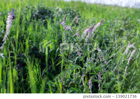 Alpine Sweetvetch Growing In A Meadow Alpine Sweetvetch Growing In A Meadow 139021736