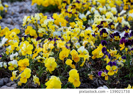 Masses Of Yellow Garden Pansies Masses Of Yellow Garden Pansies 139021738