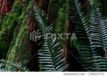 Western Swordfern Fronds Leaned Against Redwood Western Swordfern Fronds Leaned Against Redwood 139021755