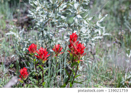 Scarlet Red Paintbrush Wildflowers Parasitize Silverberry 139021759