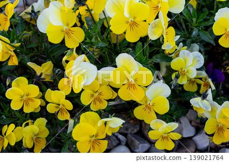 Yellow Garden Pansies Are A Crowd 139021764