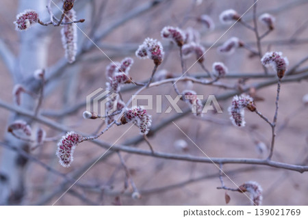 Soft Gray Male Catkins Of A Quaking Aspen 139021769