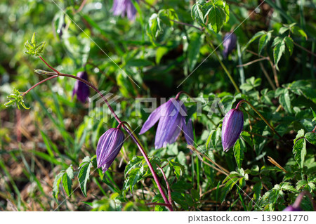 Purple Clematis Blooms One Summer Morning Purple Clematis Blooms One Summer Morning 139021770