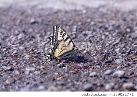 Canadian Tiger Swallowtail Butterfly Sips Moisture Canadian Tiger Swallowtail Butterfly Sips Moisture 139021771