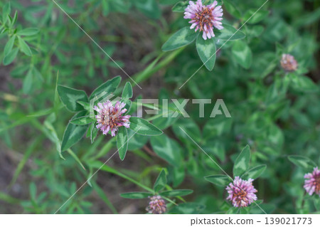Red Clover Starts To Bloom Red Clover Starts To Bloom 139021773