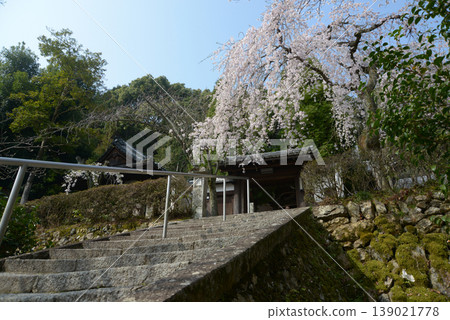春日岩屋寺：寺門與垂枝櫻花，京都市山科區西之山櫻野馬場町 139021778