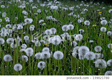 Green Stems And Seedheads Of Many Dandelions Green Stems And Seedheads Of Many Dandelions 139021780