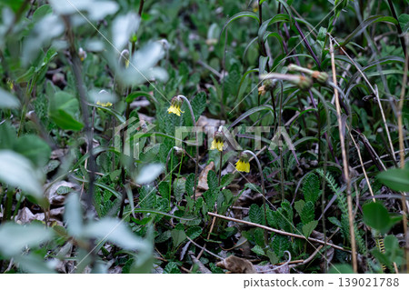 Yellow Mountain-Avens Amongst Alpine Flora Yellow Mountain-Avens Amongst Alpine Flora 139021788