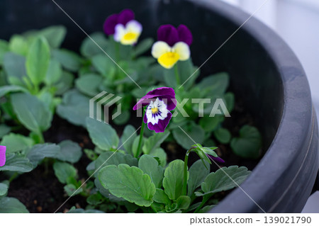 Container Gardening With Young Garden Pansies Container Gardening With Young Garden Pansies 139021790